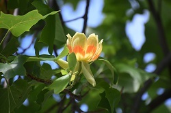 写真：市役所東側広場のユリノキの花