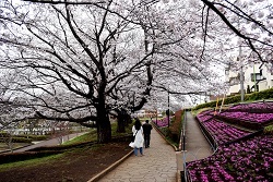 写真：かにが沢公園のサクラの様子2