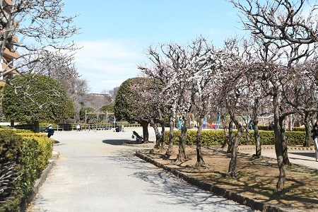 写真:かにが沢公園に咲くウメの様子