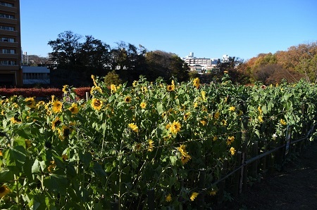 写真：かにが沢公園のヒマワリの様子