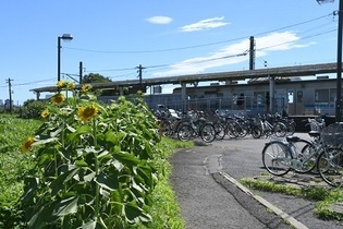 写真:入谷駅のヒマワリ