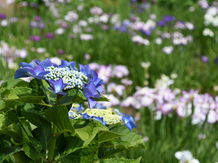 写真：芹沢公園に咲くアジサイとハナショウブ1