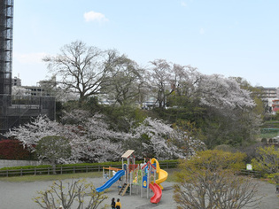 写真：かにが沢公園のサクラの様子1