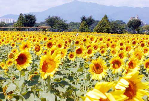 写真：ひまわり