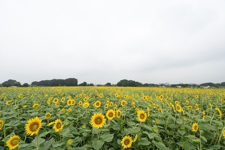 写真：座間会場のひまわり畑