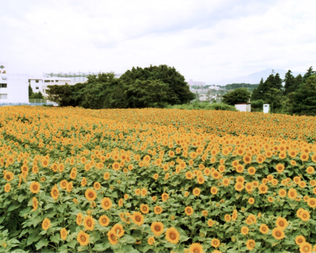 写真:ヒマワリ