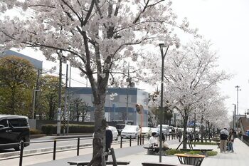 東原の桜並木