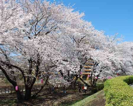 写真:サクラ