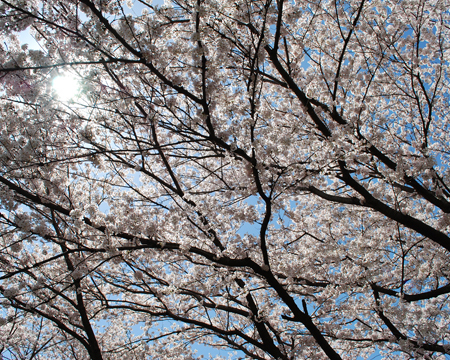 写真:サクラ