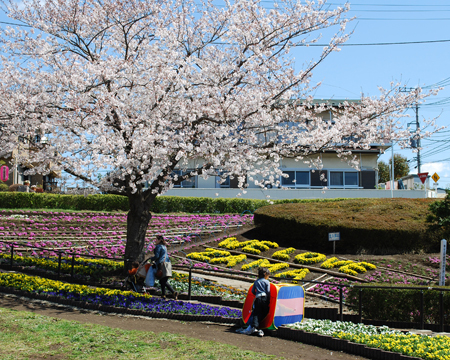 写真:サクラ