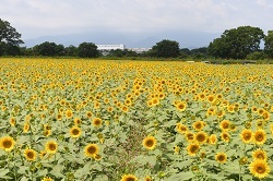 写真：ひまわり畑