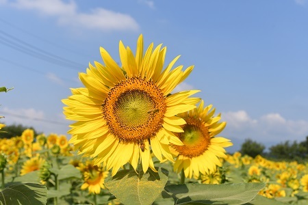 写真：ひまわり