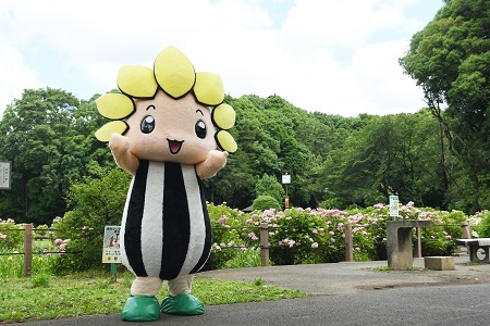 写真：芹沢公園湿生植物コーナー入口