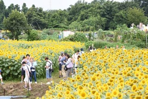 写真：ひまわりまつり　会場の様子