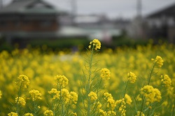 写真：四ツ谷地区で見頃を迎える菜の花3