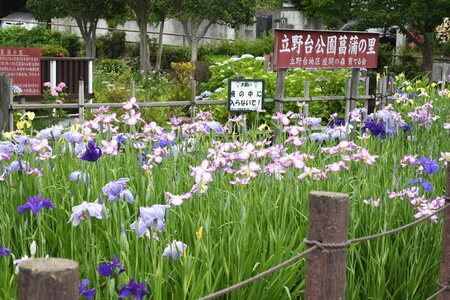 写真：立野台公園に咲くハナショウブ1