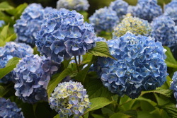 写真：開花したアジサイ1