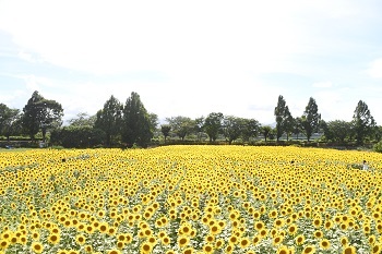 写真：座間会場のひまわり畑4