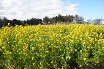 写真：芹沢公園の菜の花の様子1