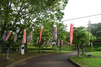 写真：かにが沢公園に掲揚されたこいのぼり3