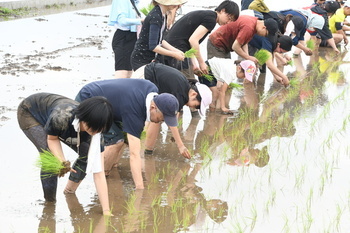 写真：手植えによる田植えを体験する参加者3