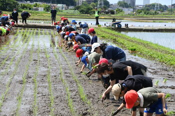 写真：入谷小学校4年生の田植え体験2