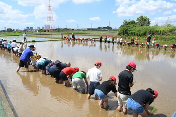 写真：座間小学校5年生の田植え体験1