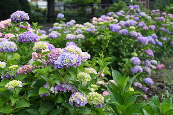 写真：芹沢公園のアジサイ3