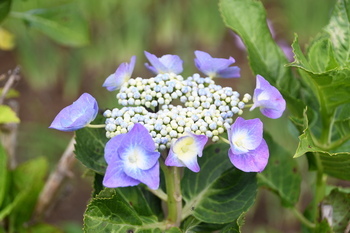 写真：芹沢公園のアジサイ4