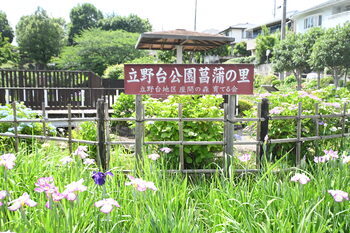 写真：立野台公園のハナショウブ2