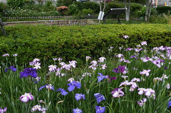 写真：立野台公園のハナショウブ5