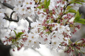 写真：芹沢公園のサクラ2