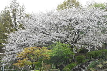 写真：立野台公園のサクラ1