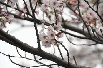 写真：立野台公園のサクラ2