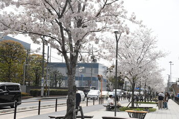 写真：東原桜並木のサクラ2