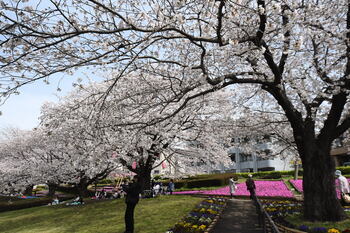 写真：かにが沢公園のサクラ2