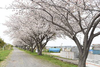 写真：相模川沿い（新田宿）のサクラ1