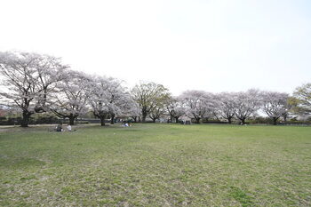 写真：芹沢公園のサクラ1