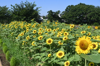 写真：かにが沢公園のヒマワリ2