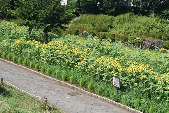 写真：かにが沢公園のヒマワリ4