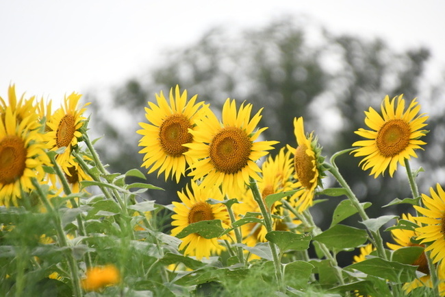 写真：芹沢公園のヒマワリ1