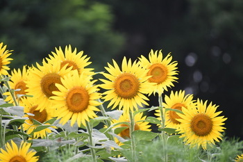写真：芹沢公園のヒマワリ5