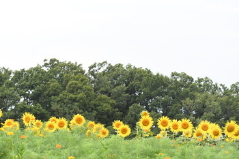 写真：芹沢公園のヒマワリ4