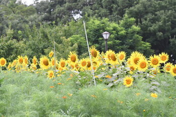 写真：芹沢公園のヒマワリ3