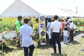写真：切り花の販売