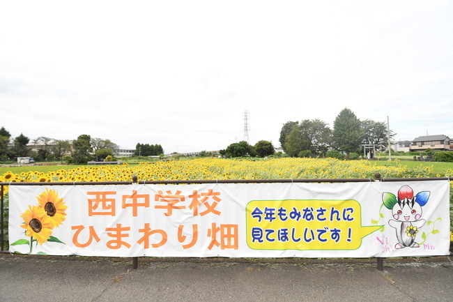 写真：西中学校で栽培しているヒマワリ畑