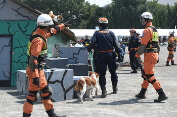 写真：捜索する救助犬