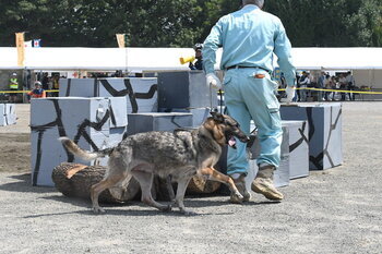 写真：捜索する救助犬2