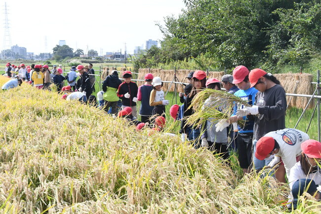 写真：座間小学校5年生の稲刈り体験1