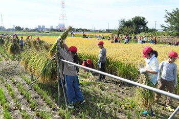 写真：座間小学校5年生の稲刈り体験10